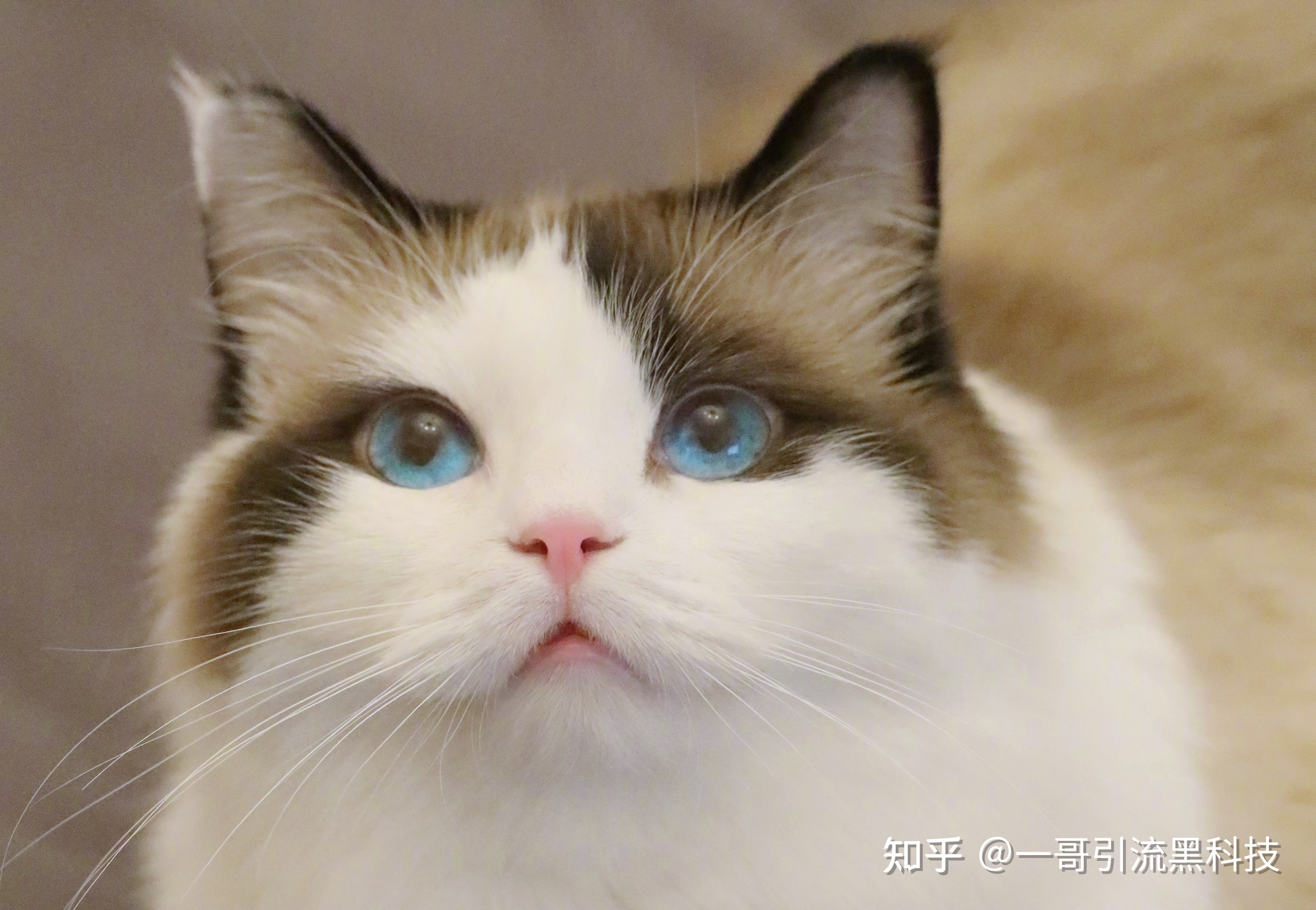 百度贴吧怎样精准引流呢？