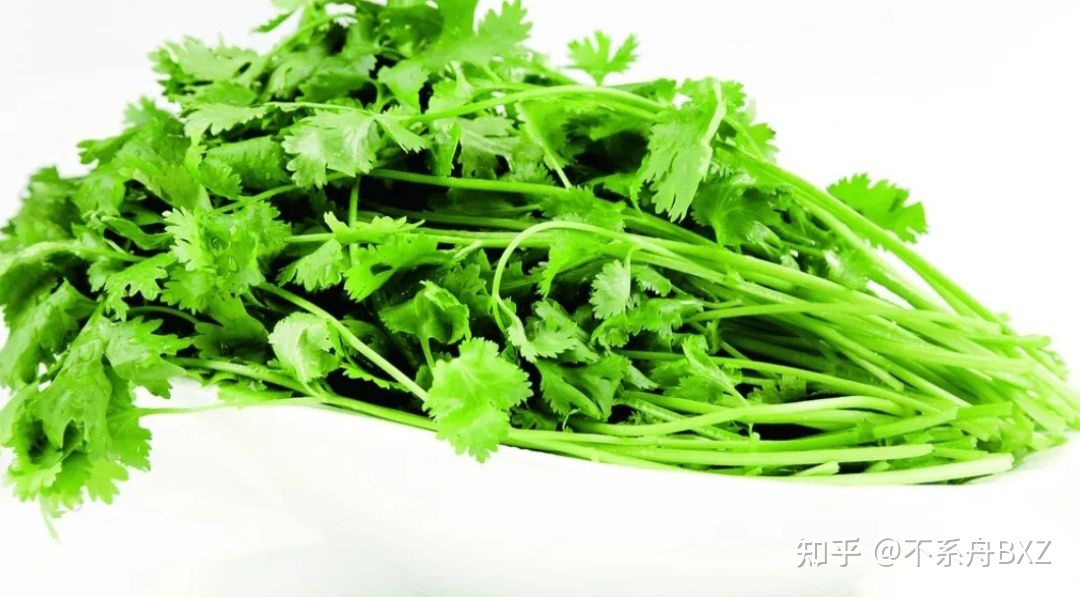 没有系船微专《芫荽》-8.jpg