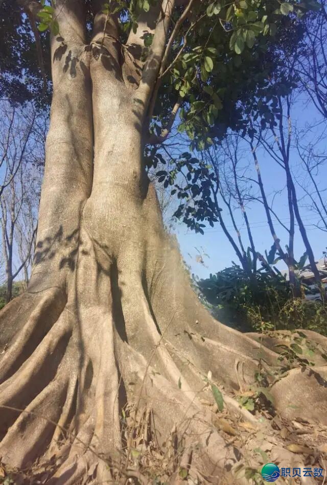 043717viklzlyphazhlshx