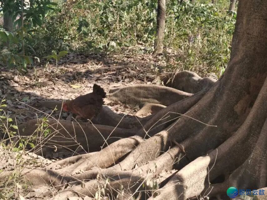 043718gz4s8xr553rs541b